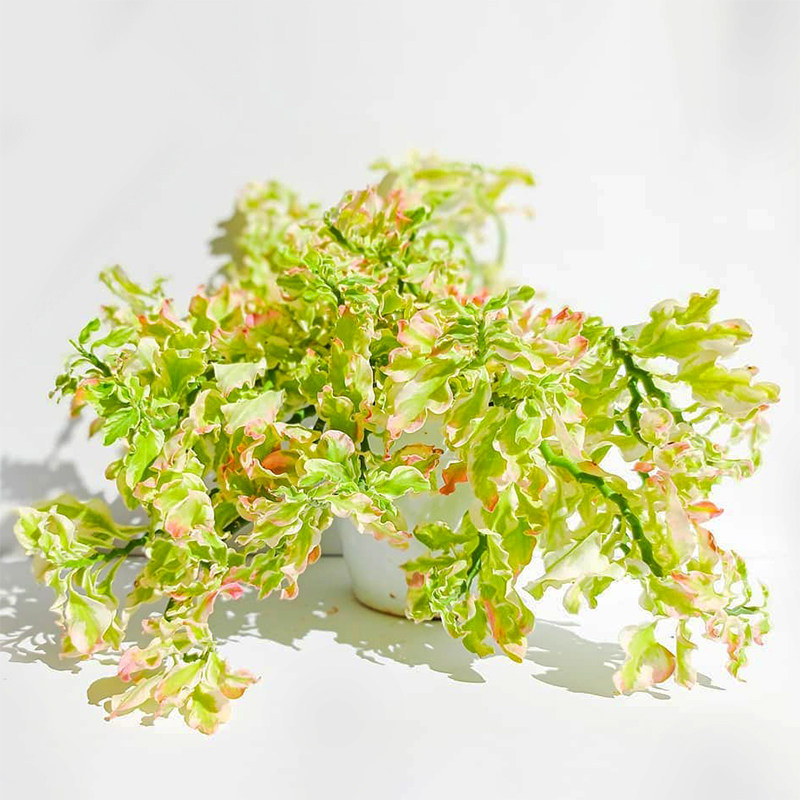 花卷叶红雀珊瑚锦好养垂吊耐热旱室内外观彩叶盆栽植物北欧风粉色