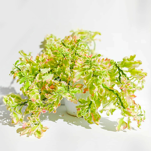 花卷叶红雀珊瑚锦好养垂吊耐热旱室内外观彩叶盆栽植物北欧风粉色