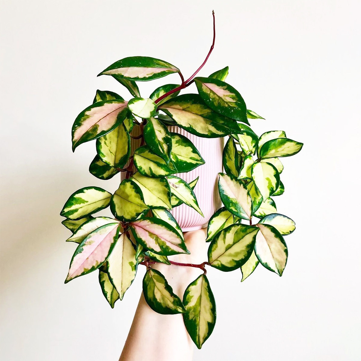 绿叶内锦球兰情绪价值治愈