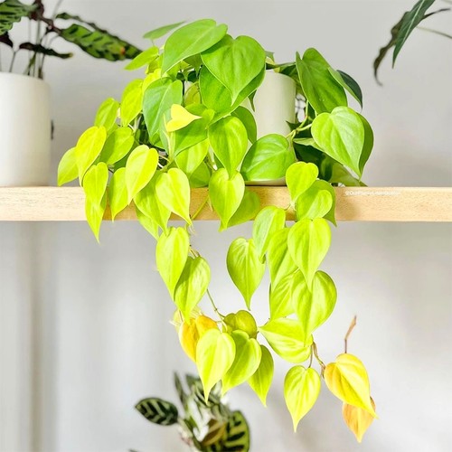 柠檬汁蔓绿绒垂吊爬藤室内外彩色观叶盆栽北欧INS风好养耐阴绿植
