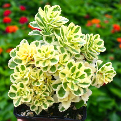 亚特兰蒂斯锦迷你可爱小多肉