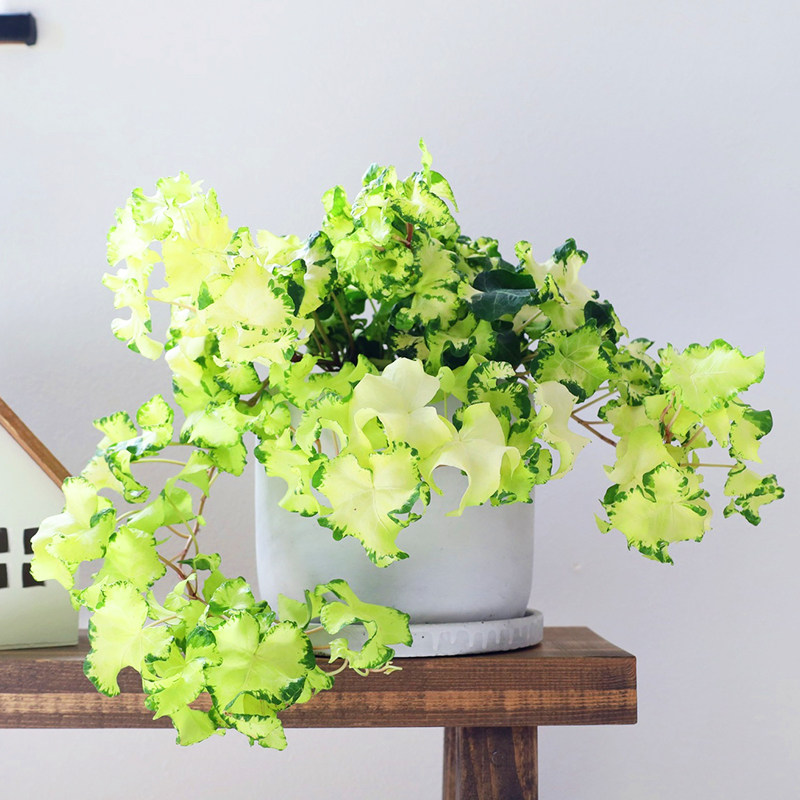 月光灯常春藤室内耐阴爬藤垂吊