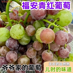 福安青红巨峰葡萄老式葡萄不打药鲜果酸甜孕妇应季水果有籽葡萄