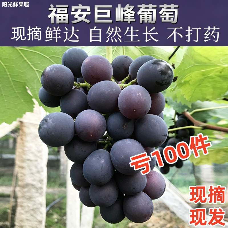 正宗福安象环巨峰葡萄现摘鲜果