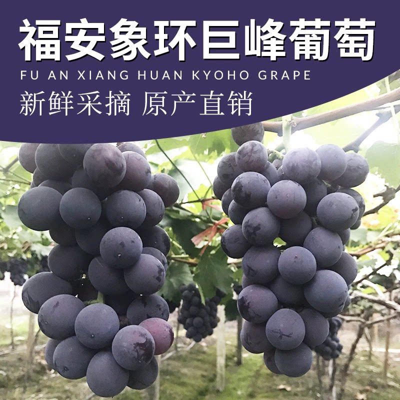 福安葡萄晚熟巨峰葡萄大棚果