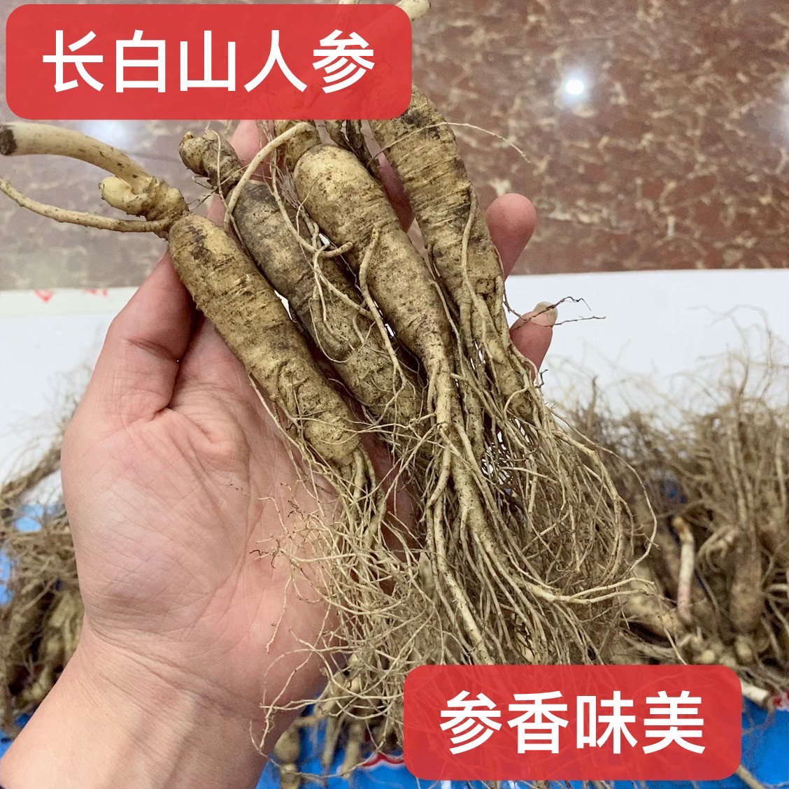 吉林长白山鲜人参单支25克左右 煲汤 泡水 吉林产地直发