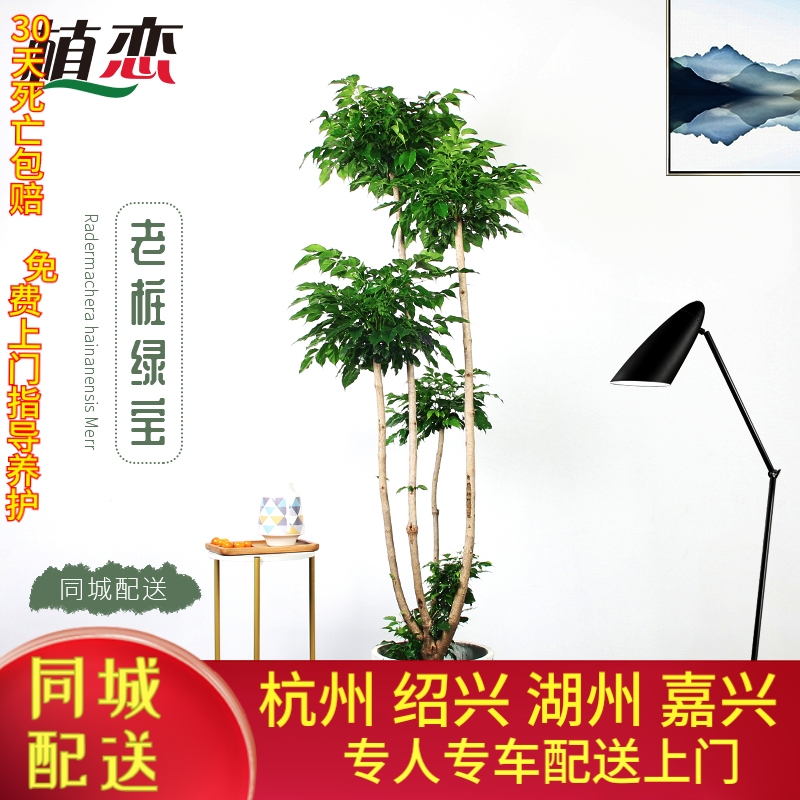 幸福树老桩绿宝盆栽室内植物办公室大型绿植好养 杭州配送