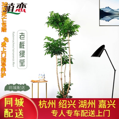 老桩绿宝幸福树盆栽室内植物办公