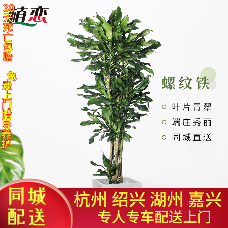螺纹铁盆栽 卷叶铁龙血树大型室内植物客厅办公室绿植吸甲醛 杭州