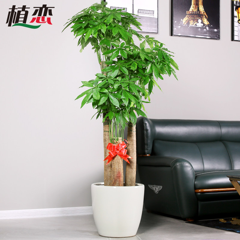 步步高发财树客厅盆栽开业乔迁送礼办公观叶植物室内杭州同城配送
