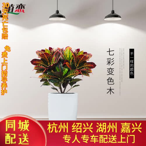 变色木 变叶木多色叶子花卉盆栽五颜六色植物美观苏州常熟同城送 - 封面