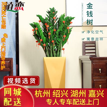 树旺财植物盆栽绿植盆景室内客厅办公室喜阴雪铁芋吸甲醛