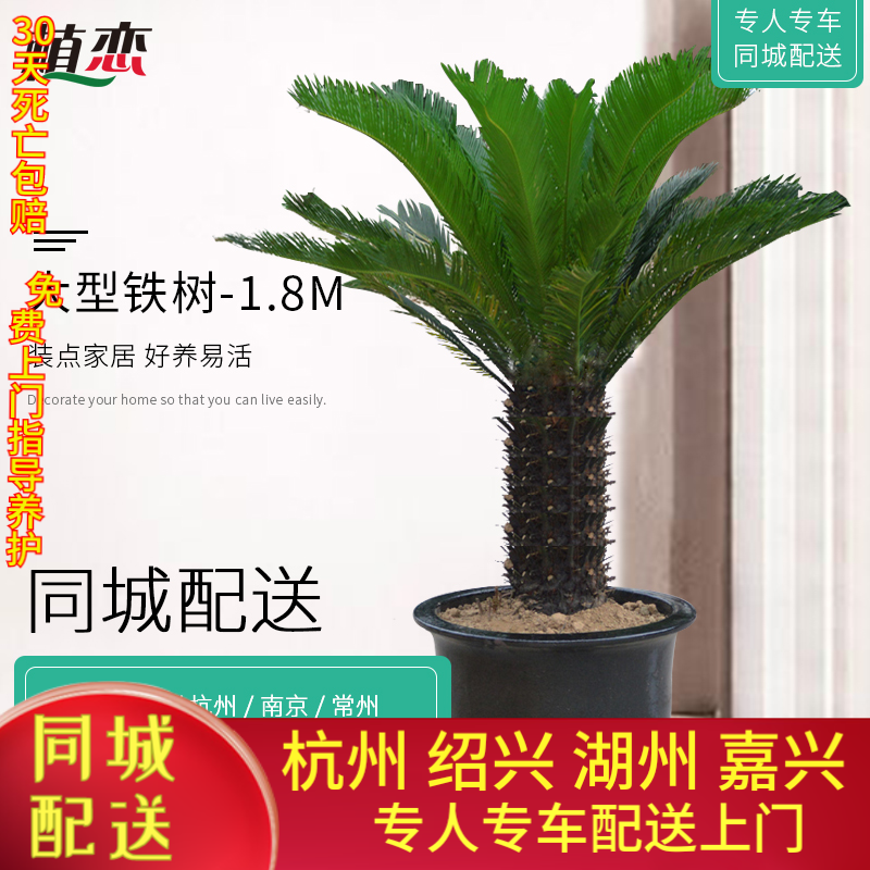 铁树苏铁盆栽三颗组合杭州绍兴