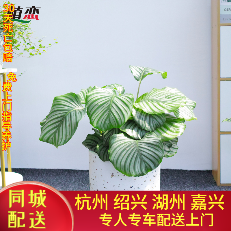 大青苹果竹芋 办公室内翠叶盆栽豹纹竹芋双线银纹竹芋观叶绿植