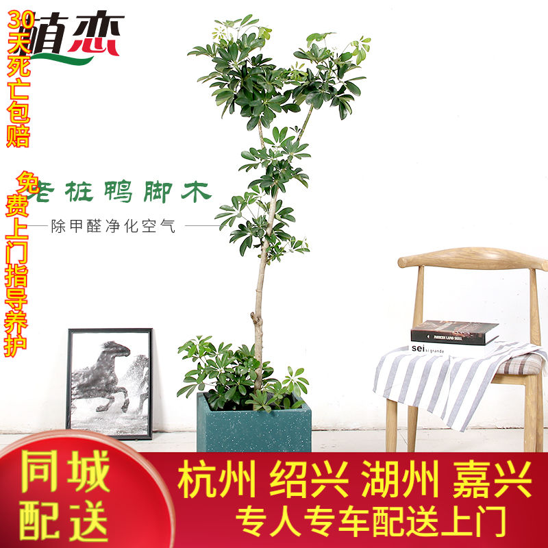 老桩鸭脚木树吸甲醛四季常青盆栽绿植植物 净化空气 杭州同城