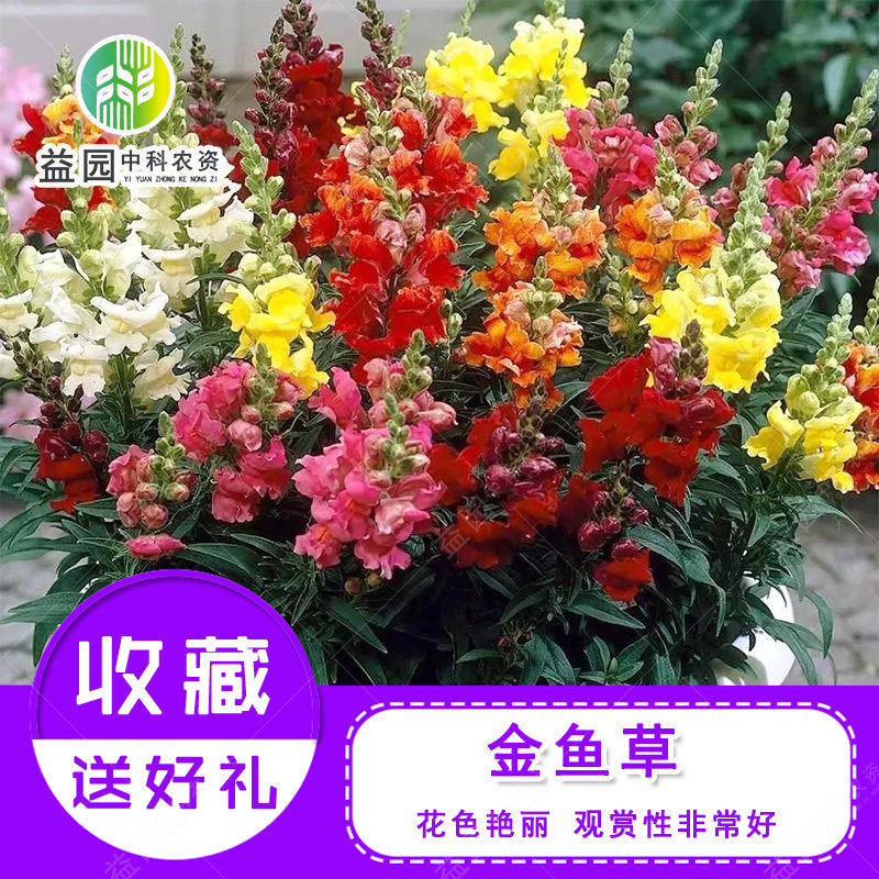 金鱼草花籽阳台室内室外盆栽花卉植物春秋冬四季播易种鱼香草种子