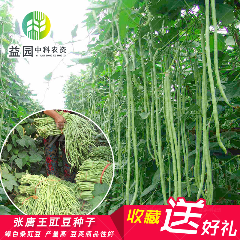 张唐王豇豆种子特长豆角架豆菜豆绿白条春播夏秋四季豆蔬菜高产-封面