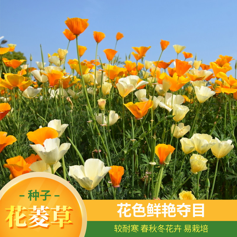 花菱草种子耐寒阳台盆栽四季易活多年生秋冬室内盆栽室外庭院花籽