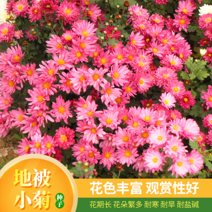 地被小菊种子耐寒宿根春秋冬南方室外庭院北方室内盆栽易活花籽孑