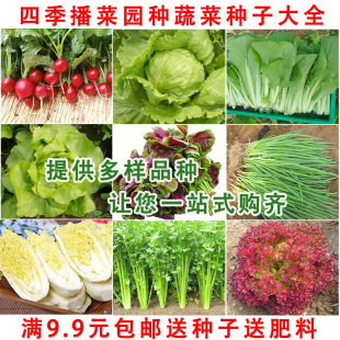 南北方家庭阳台盆栽易种耐寒生菜韭菜种籽 蔬菜种子大全春秋冬四季