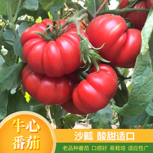 牛心番茄种子老品种生吃沙瓤超甜特大高产春四季盆栽蔬菜西红柿籽 - 封面