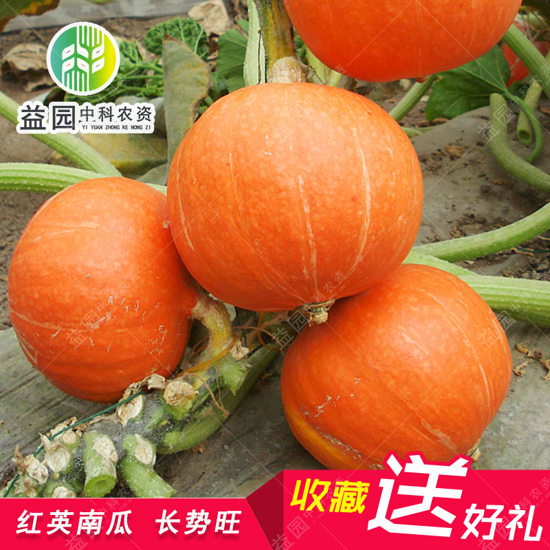 农家板栗味蔬菜早熟高产南瓜种子