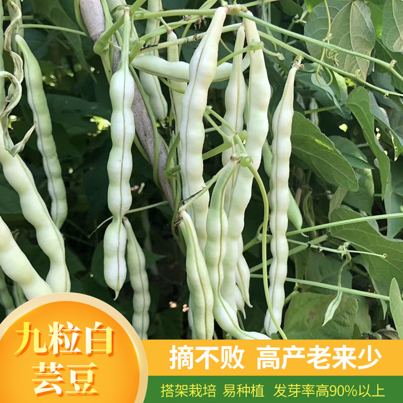 九粒白芸豆种子摘不败压爬架老来少架豆高产阳台盆栽春四季豆种籽