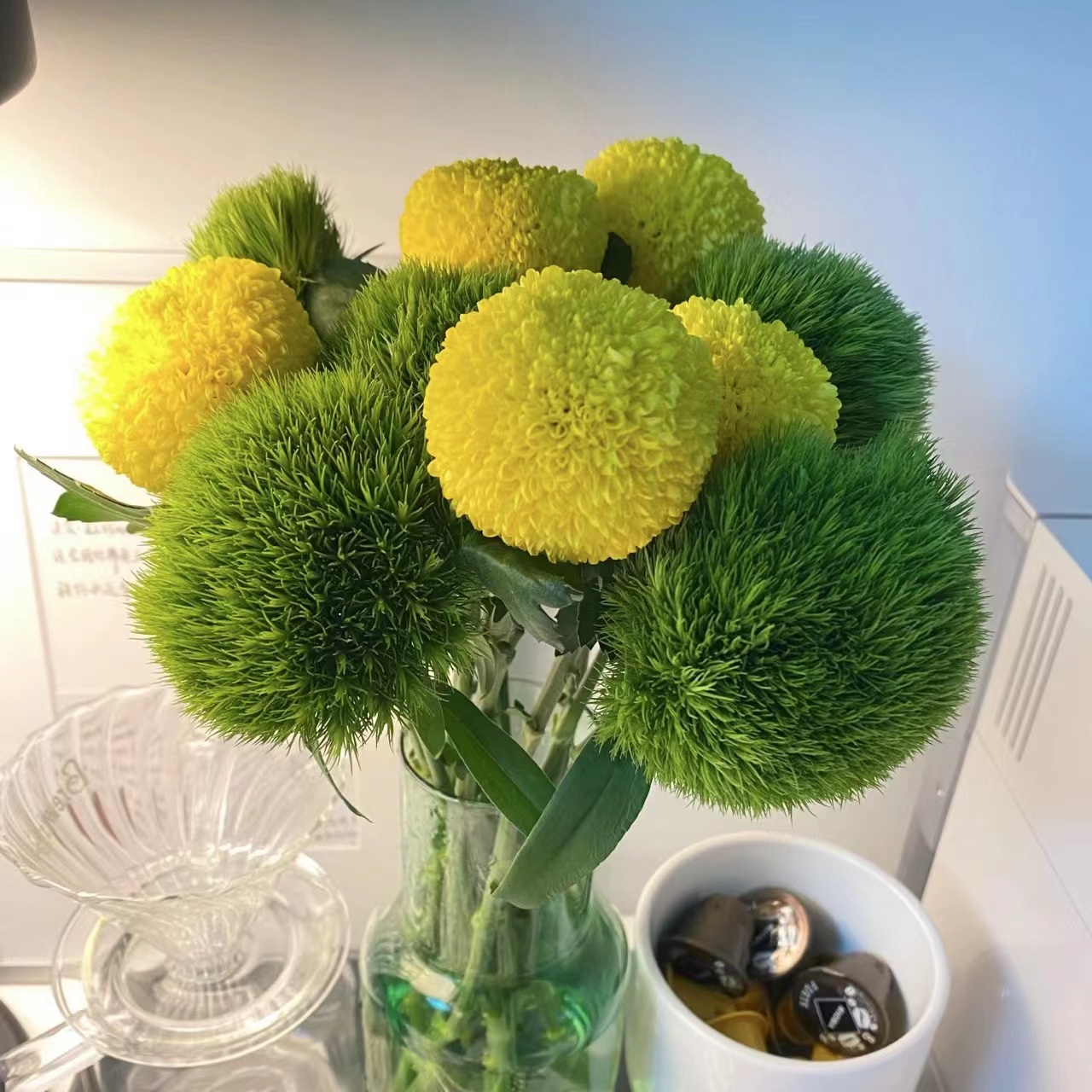 绿毛球鲜花云南直发昆明直批基地