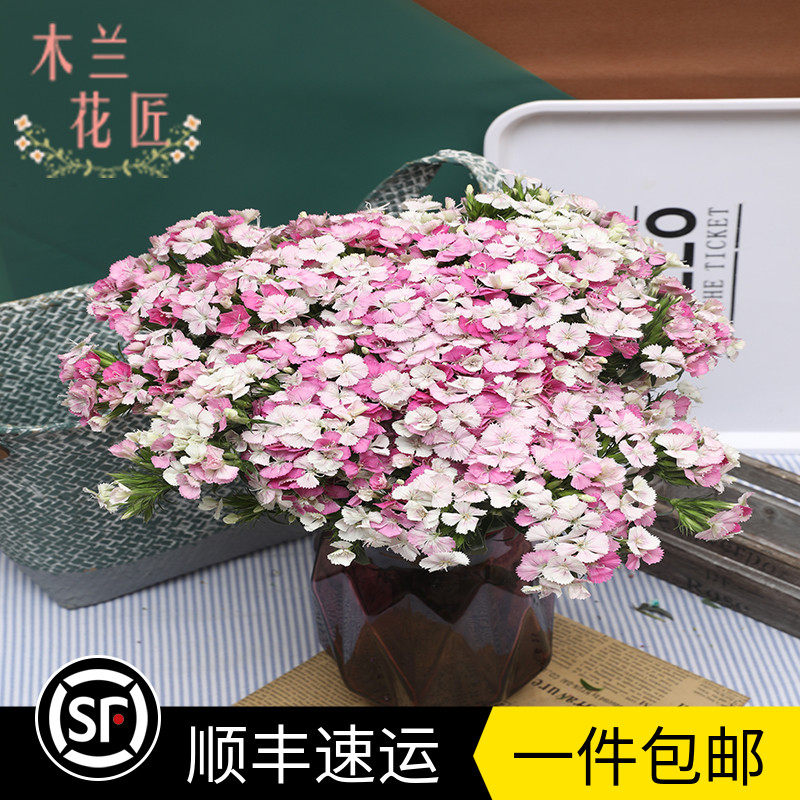 新鲜相思梅直批鲜切花相思梅石竹梅紫色白色青梅百搭配花航空包邮