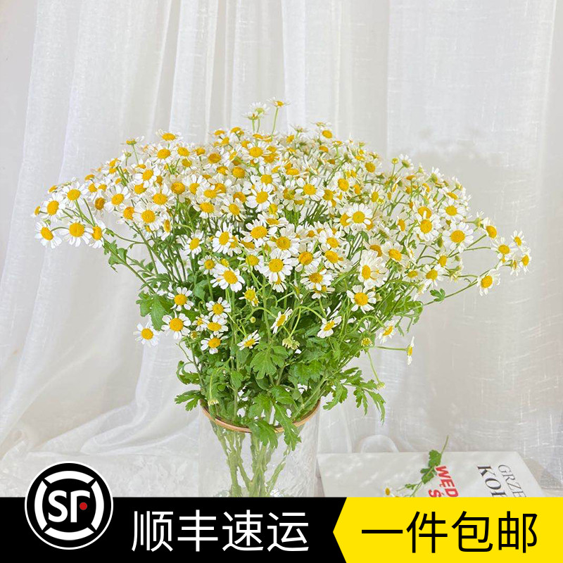 新鲜轻奢水养母亲节洋甘菊包邮