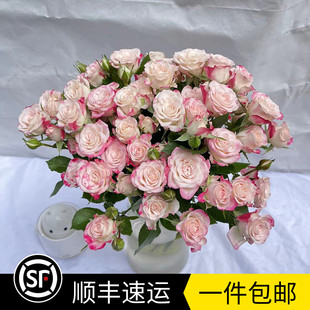 包邮 云南昆明多头玫瑰鲜花基地直发香槟霓虹迷雾狂欢泡泡家用插花