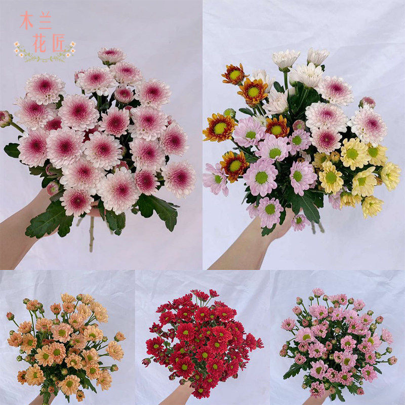 云南基地直发昆明直供小雏菊洋甘菊鲜花包邮一扎速递插花家用室内