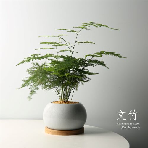 文竹盆栽植物室内客厅中式禅意盆景好养绿植办公室摆件高端花现货