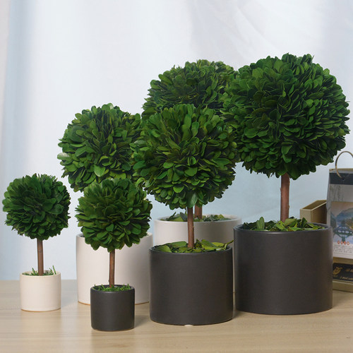北欧绿植室内盆栽装饰盆景客厅花卉植物办公室电脑桌面摆件永现货