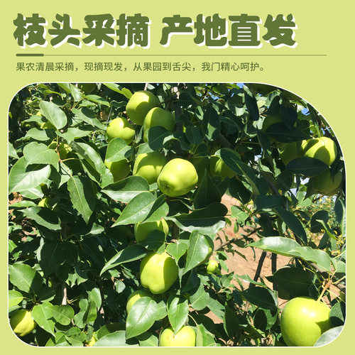 新鲜甘肃早酥梨青皮梨子酥脆多汁微酸新鲜时令水果礼盒非砀山酥梨