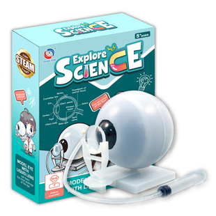 仿生眼睛模型 成像原理科学知识科普科技小制作 眼球内部结构拼装