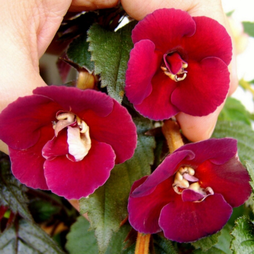 耐热耐阴 半重瓣长筒花夜曲 nocturne宜阳台盆栽苦苣苔科38包邮