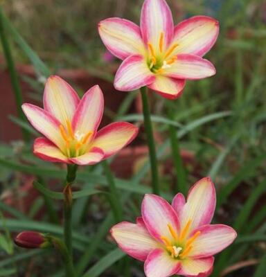 耐热小几何风雨兰Z.small geometric multicolor宜盆栽阳台花卉