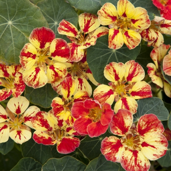 新品旱金莲小苗 冰淇淋圣代 变色进口品种宜垂吊阳台窗台盆栽庭院