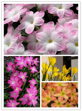 多色耐热风雨兰胖丽丽火烈鸟初恋夏秋易爆花盆栽地栽新手推荐好养