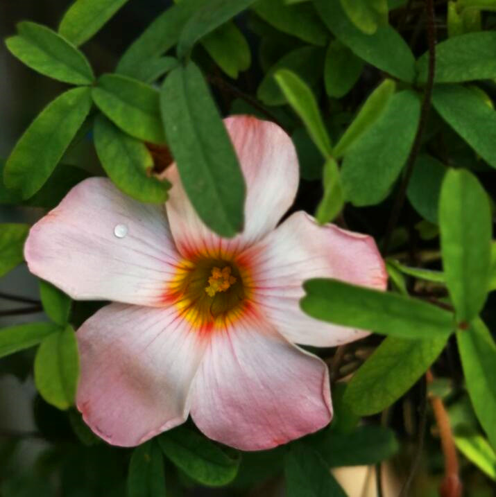 秋植早花酢浆草日珥Oxalis prominence 易爆花宜盆栽阳台花卉植物