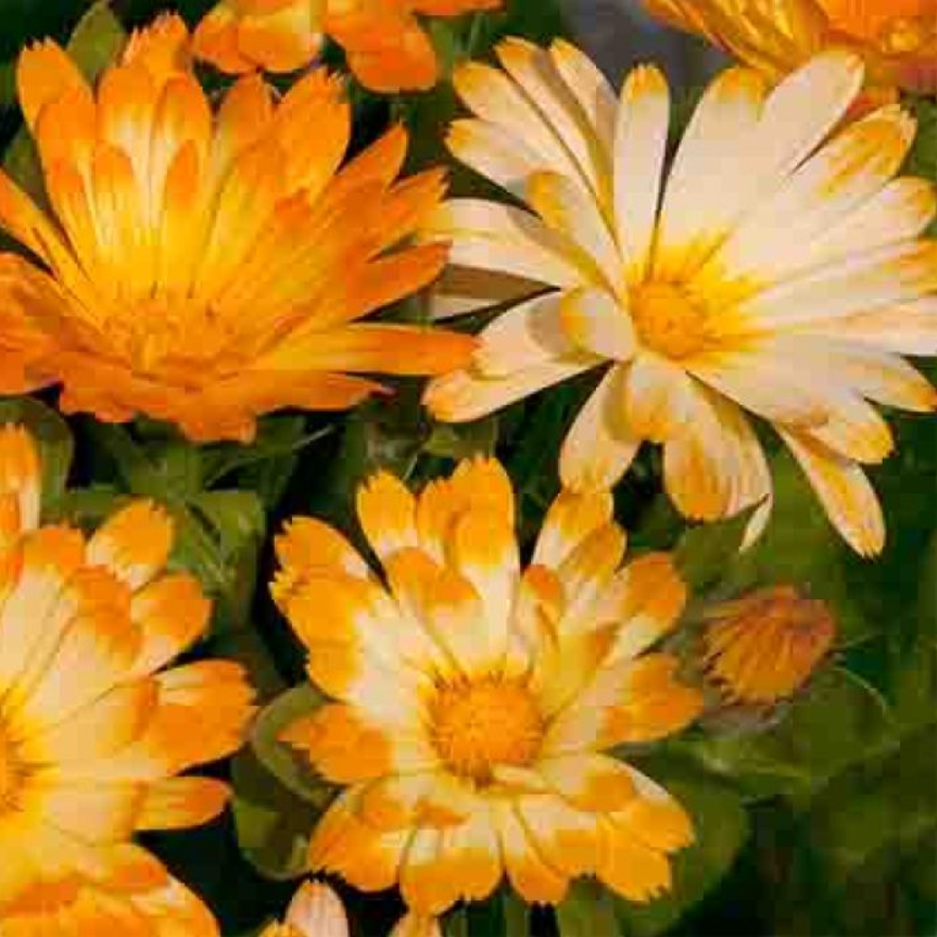 冬春植苗 金盏菊哇哦 新品进口宜盆栽阳台窗台庭院可食用耐寒草花,鲜花速递/花卉仿真/绿植园艺,时令草本花卉,淘宝优惠券,粉丝福利购,淘宝优惠卷