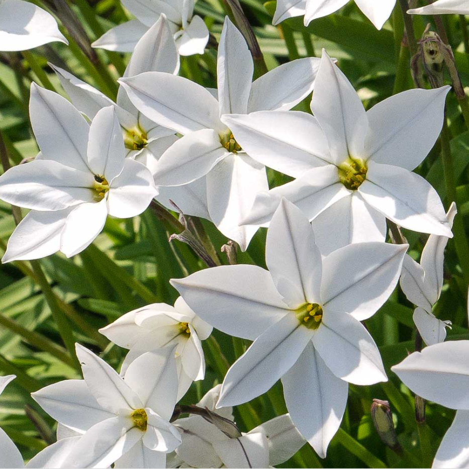 秋冬植 阿尔伯特大白花韭 大花型 清新漂亮有香味宜盆栽 满38包邮