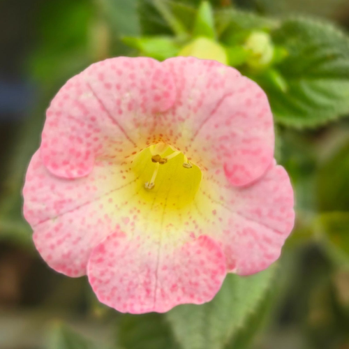 耐热耐阴长筒花 卡桑德拉 brid's casandra 爱爆花阳台窗台苦苣苔