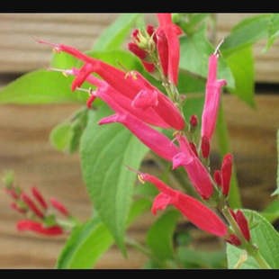 迷人凤梨香 水果鼠尾草 可食用耐热多年生宜盆栽花园庭院西餐料理