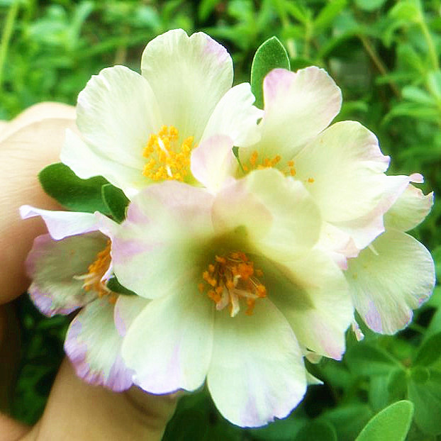 耐热易活新品 粉天使 宽叶单瓣太阳花马齿苋宿根多年生盆栽地栽花