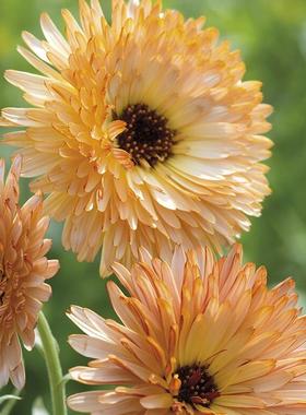 冬春植苗 金盏菊橙色闪电 进口宜盆栽阳台窗台庭院可食用耐寒草花