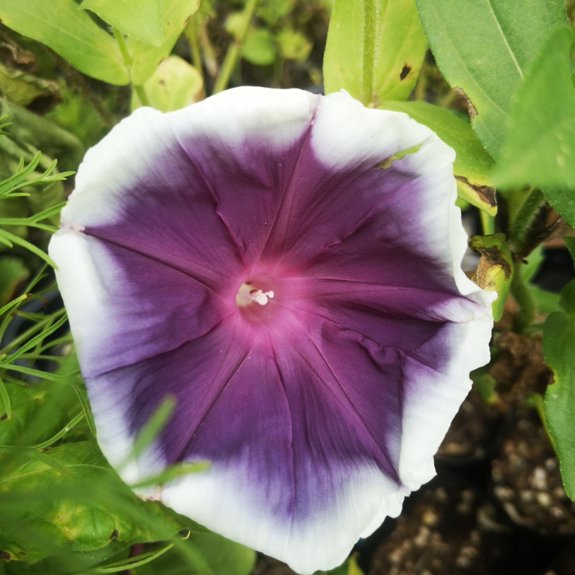 耐热日系大花朝颜 黑鸩覆轮 爬藤牵牛花可阳台盆栽花卉 满38包邮