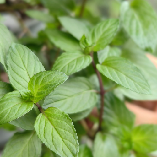 清凉甜香 糖果薄荷苗 食用薄荷香草类西餐调酒泡茶水驱蚊盆栽地栽