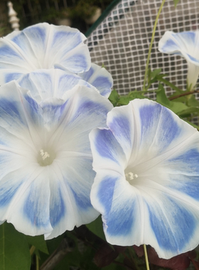 台湾花轮 丰花耐热大花日系朝颜爬藤牵牛花可阳台盆栽庭院 38包邮